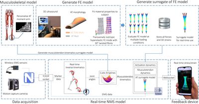 Targeted Achilles Tendon Training and Rehabilitation Using Personalized and Real-Time Multiscale Models of the Neuromusculoskeletal System